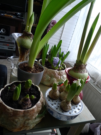 hyacinths in bulb bowl