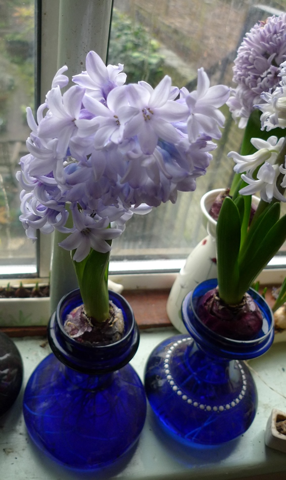 forced Fresco hyacinth