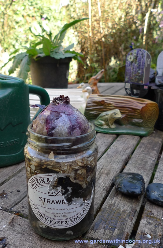 hyacinth bulb in jam jar for forcing