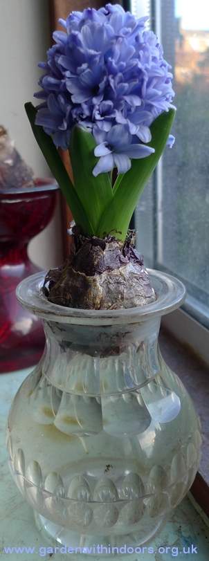 forced hyacinth in pickle jar