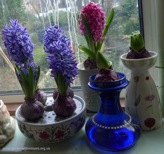 forced hyacinths in bloom in bulb bowl