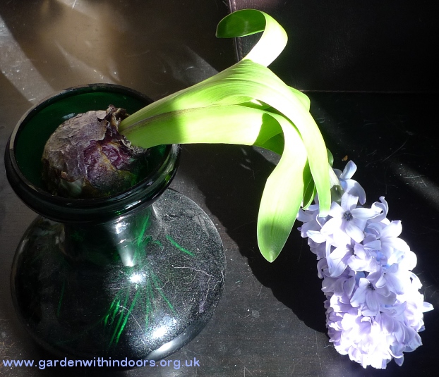 damaged forced hyacinth in hyacinth vase