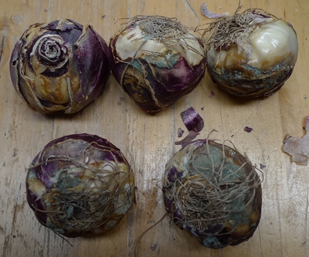 mouldy hyacinth bulbs