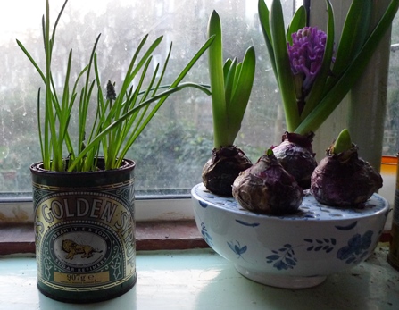 muscari in golden syrup tin