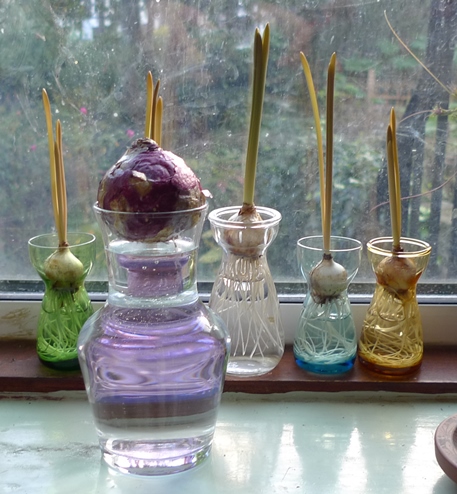muscari bulbs in vases