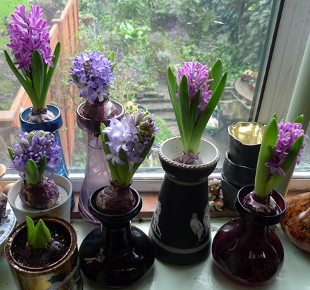 hyacinth flowers in forcing vases