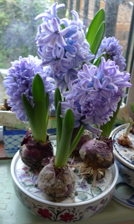 Past Times hyacinth bulb bowl