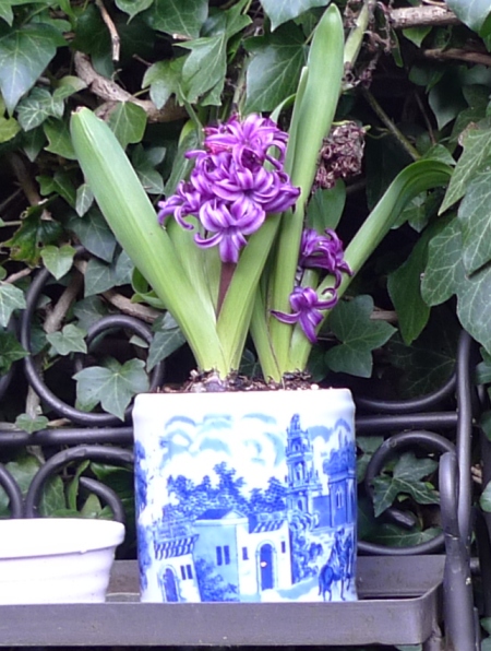 purple sensation hyacinth with additional flowering