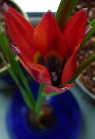 red tulip close-up