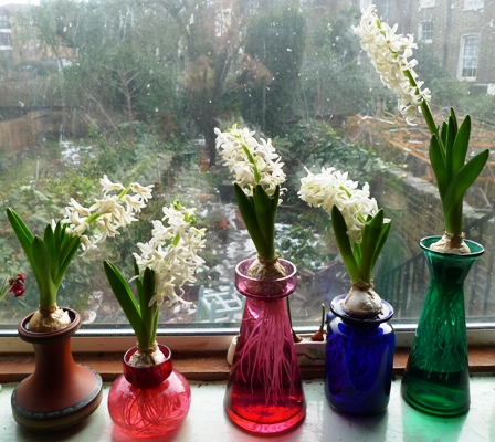 remaining white hyacinths mid-February