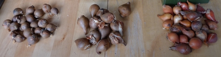 small tulip bulbs for forcing