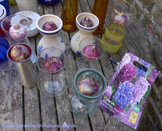 hyacinth vases for forcing
