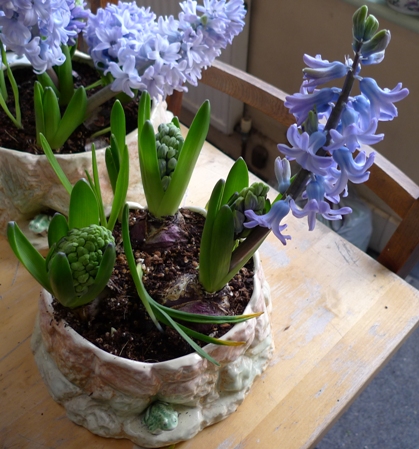 SylvaC pot with hyacinth bulbs