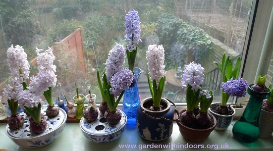  forced hyacinths in vases and bulb bowls