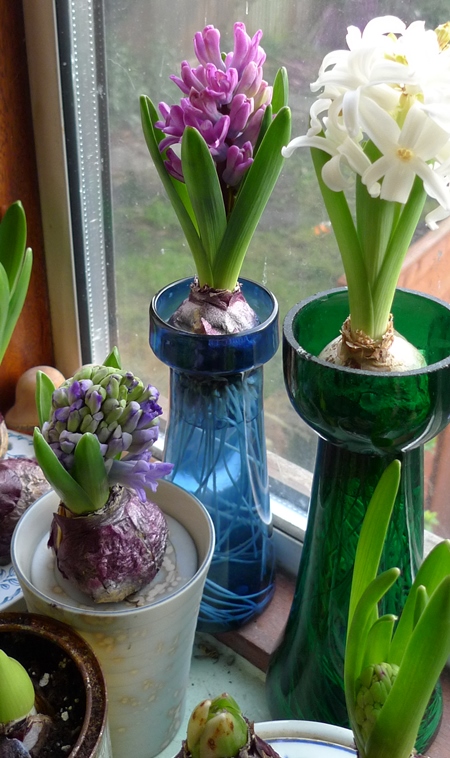 forced hyacinth bulbs in vases