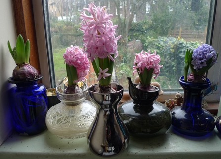 pink pearl hyacinths