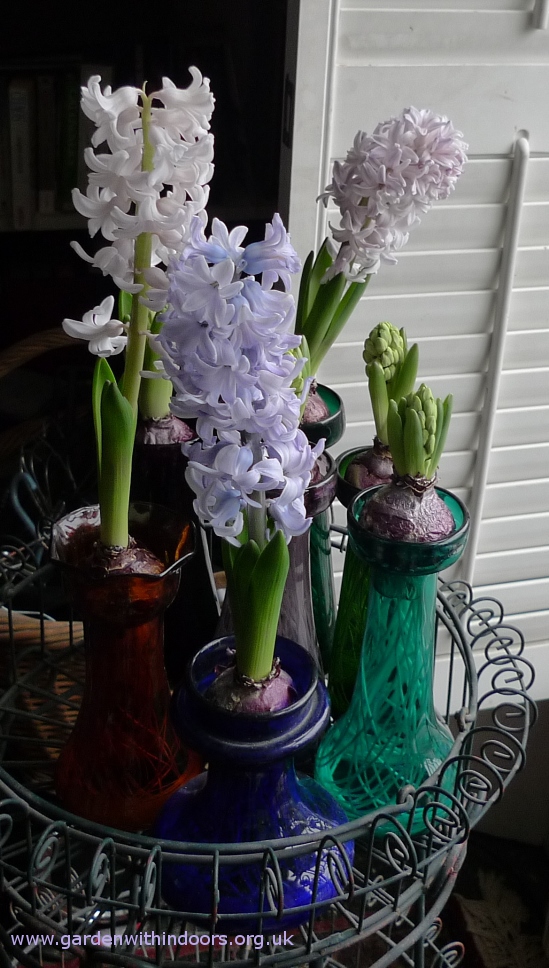 outstanding forced hyacinth blooms