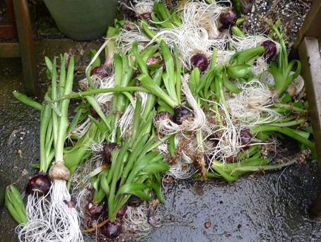 spent hyacinths