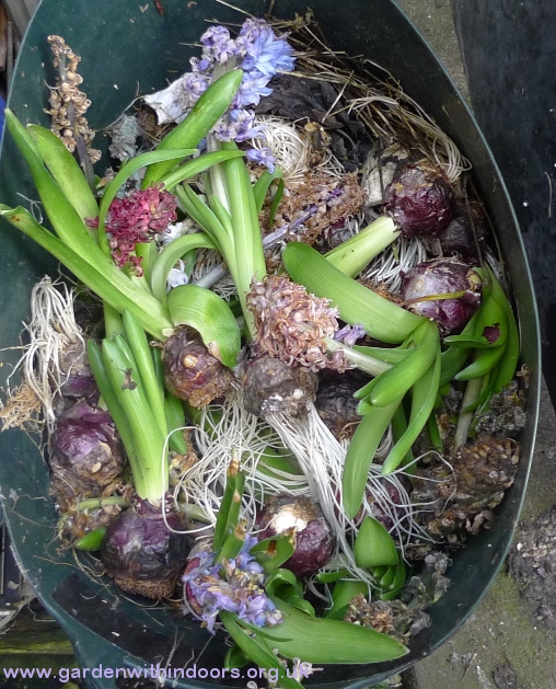 spent forced hyacinths