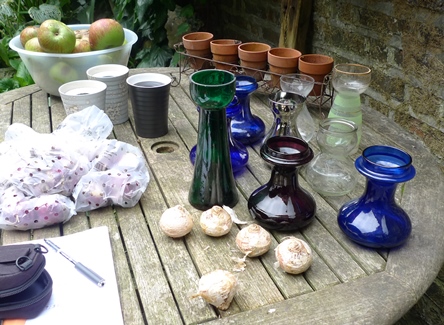 starting hyacinth bulbs in vases