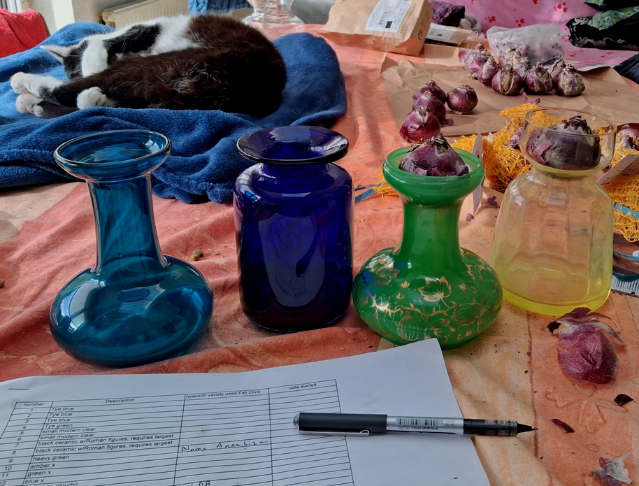 hyacinth forcing vases