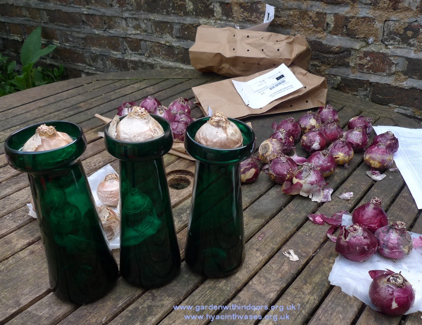 forcing hyacinth bulbs for Christmas vase