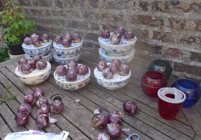 hyacinth bulb bowls