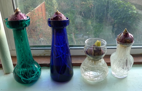 hyacinth vases with hyacinth bulbs