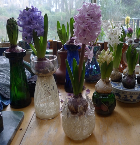 splendid cornelia hyacinth forced in a vase