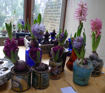 spent hyacinth blooms