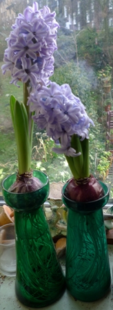 teal hyacinth vases