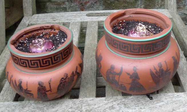 terracotta tobacco jars with hyacinth bulbs