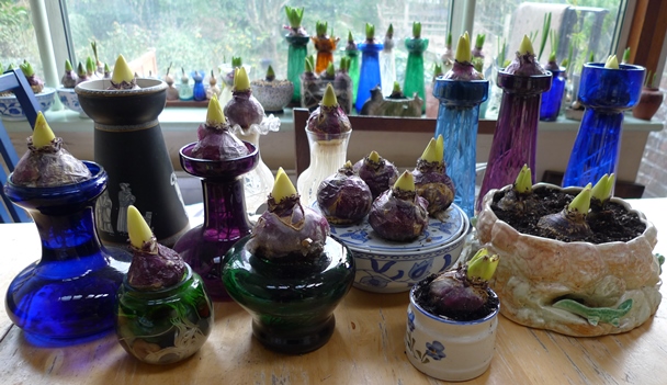 hyacinth vases with forced hyacinth bulbs