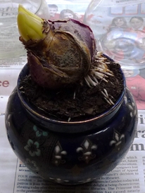 pot-bound hyacinth to transplant