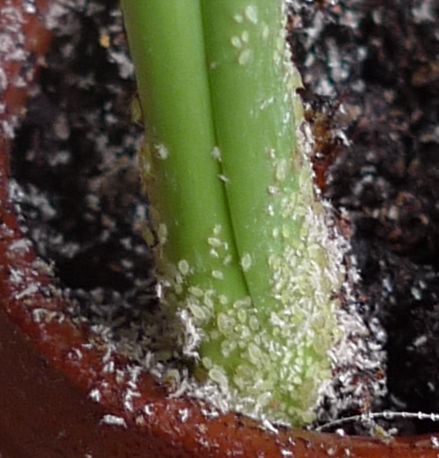 indoor tulips with aphids
