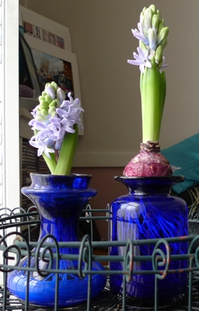 Delft Blue and Sky Jacket hyacinths in cobalt blue vases
