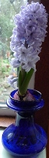 Delft Blue hyacinth