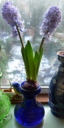 double-stemmed Delft Blue hyacinth