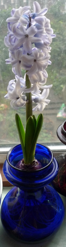 cobalt blue hyacinth vase