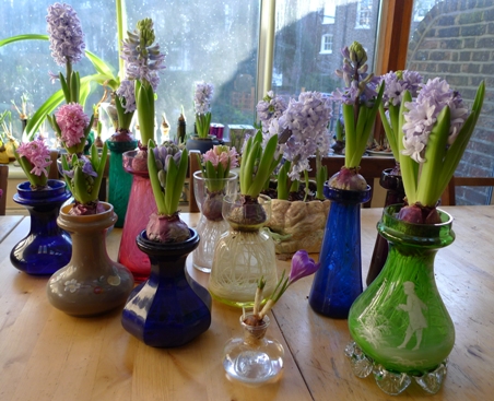 hyacinth vases in January