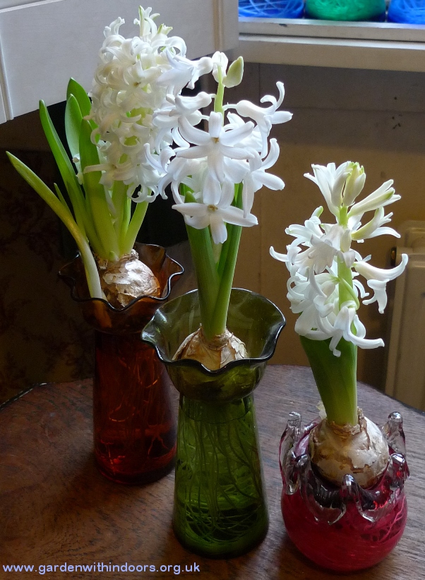 white pearl hyacinths
