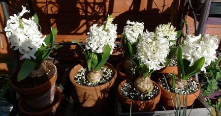 white pearl hyacinths