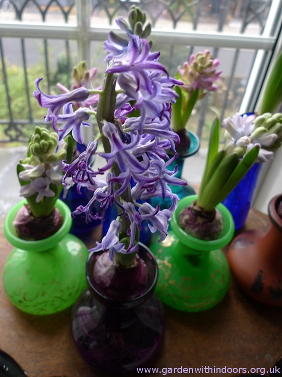 wilting forced Blue Jacket hyacinth